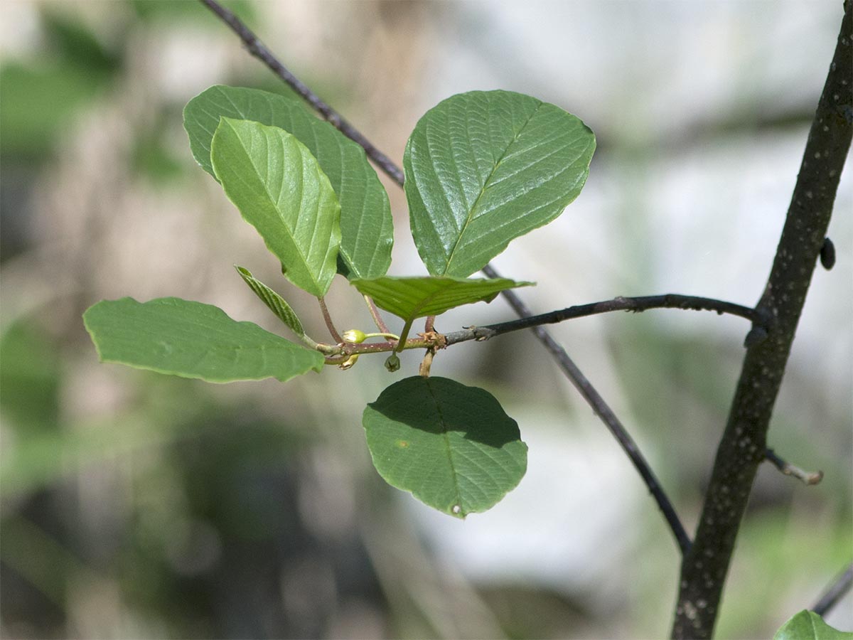 Frangula alnus